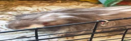 Guinea Pig rodents for sale: Free to a Good Home – Two Male Guinea Pigs - Advert 4