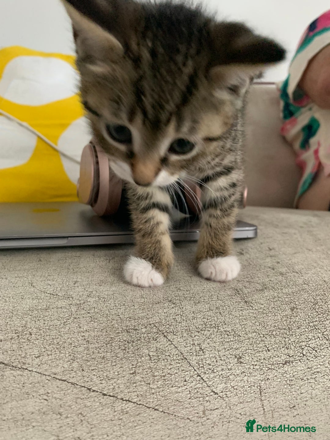Mixed Breed cats for sale: Gorgeous 8 week old female tabby kittens - Image 10