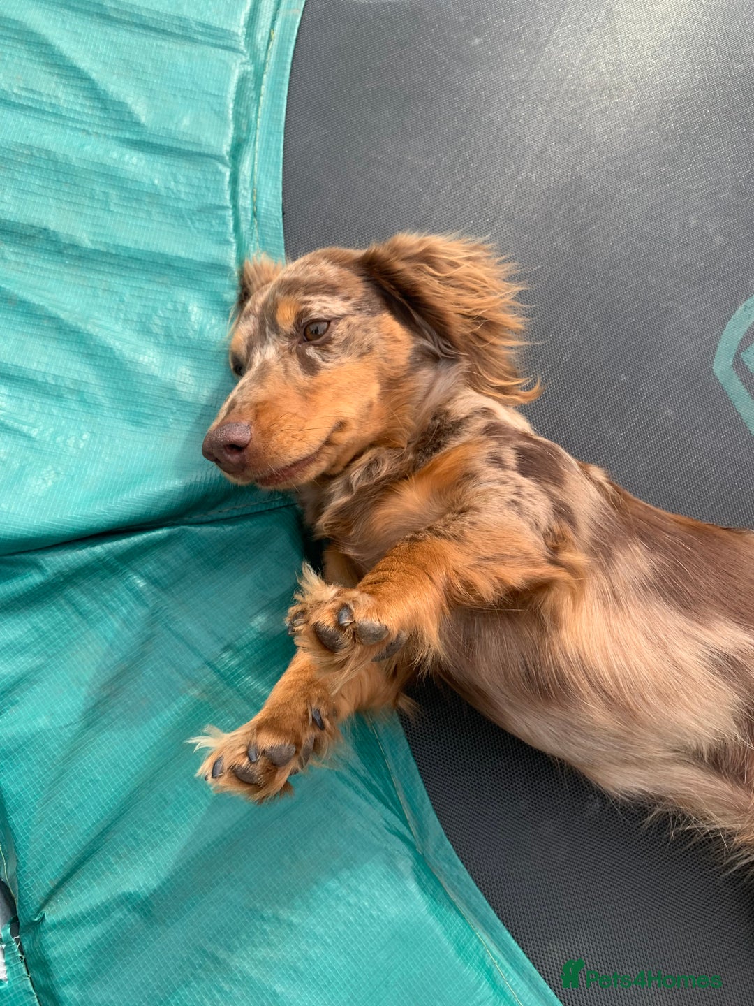 Dachshund dogs for stud: K.C reg. long hair dapple dachshund for STUD - Image 2