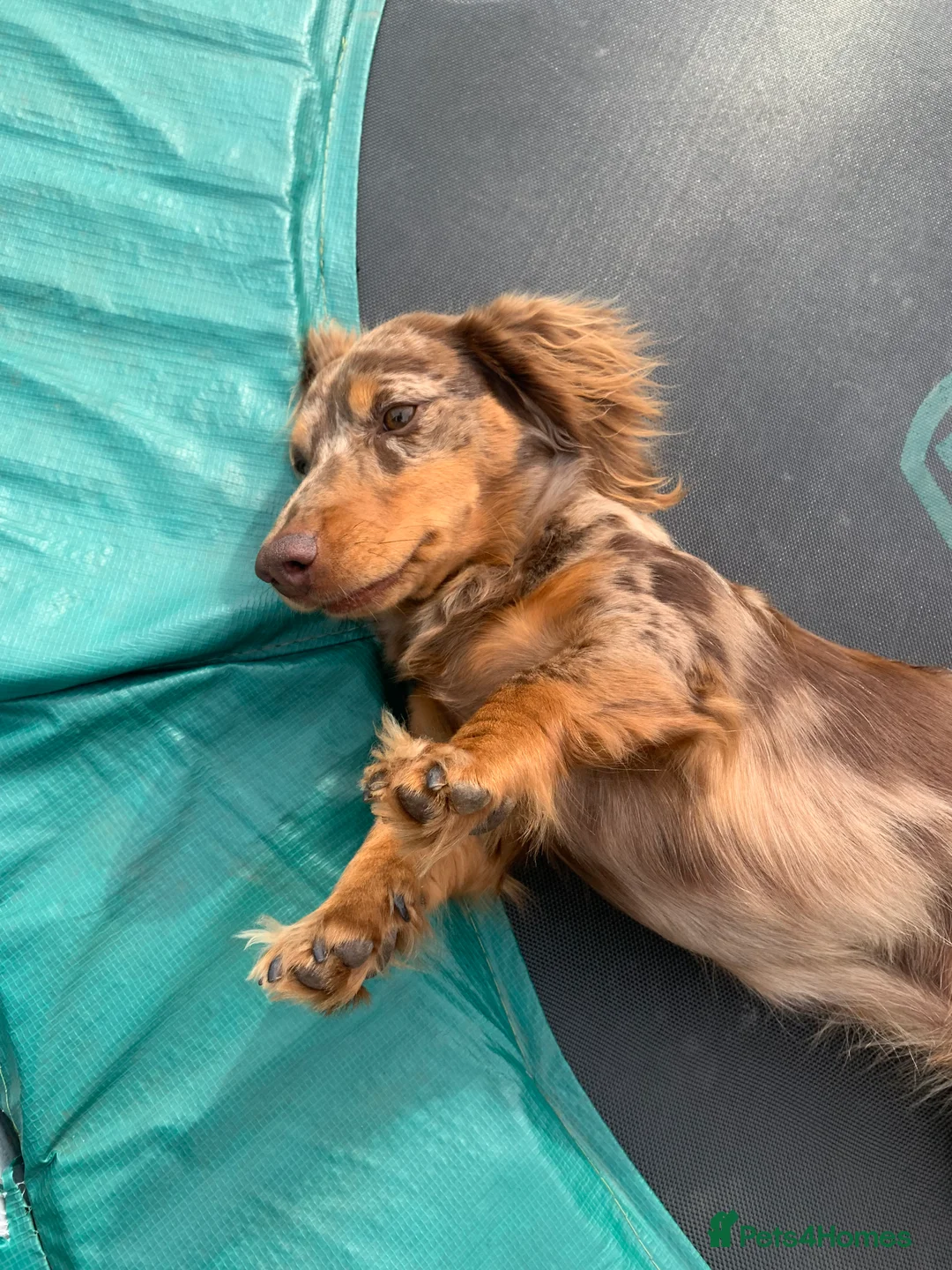 Dachshund dogs for stud: K.C reg. long hair dapple dachshund for STUD - Advert 5