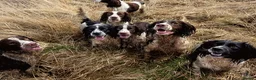 English Springer Spaniel dogs for sale: KC Home - Heath tested, Licensed Springer Pups⭐️ - Advert 8