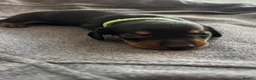 Miniature Dachshund dogs for sale: 5 miniature dacshunds puppies  - Advert 20