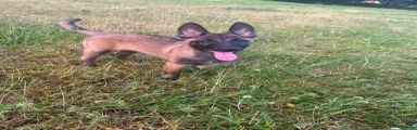 Belgian Shepherd Dog 1