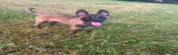 Belgian Shepherd Dog dogs for sale: Belgain malinois  - Advert 2