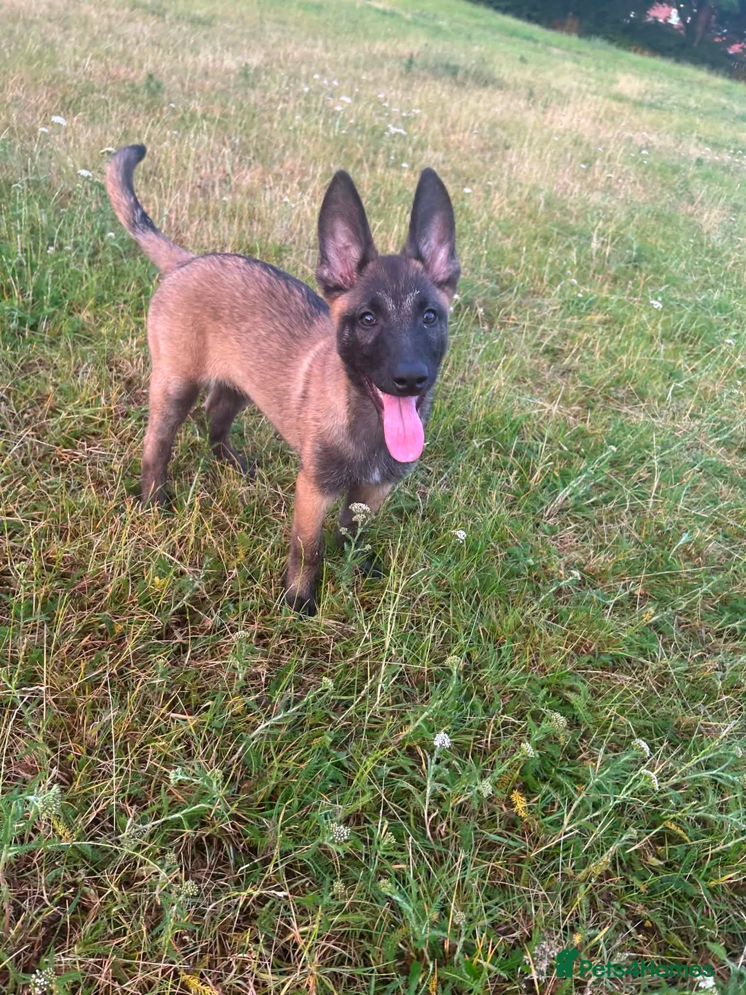 Belgian Shepherd Dog dogs for sale: Belgain malinois  - Advert 2