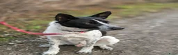 Mixed Breed dogs for adoption: 💙🐶 LEVKO – THE DOG WHO HAS ALL HOME PET HABITS in Burton-on-Trent - Advert 6