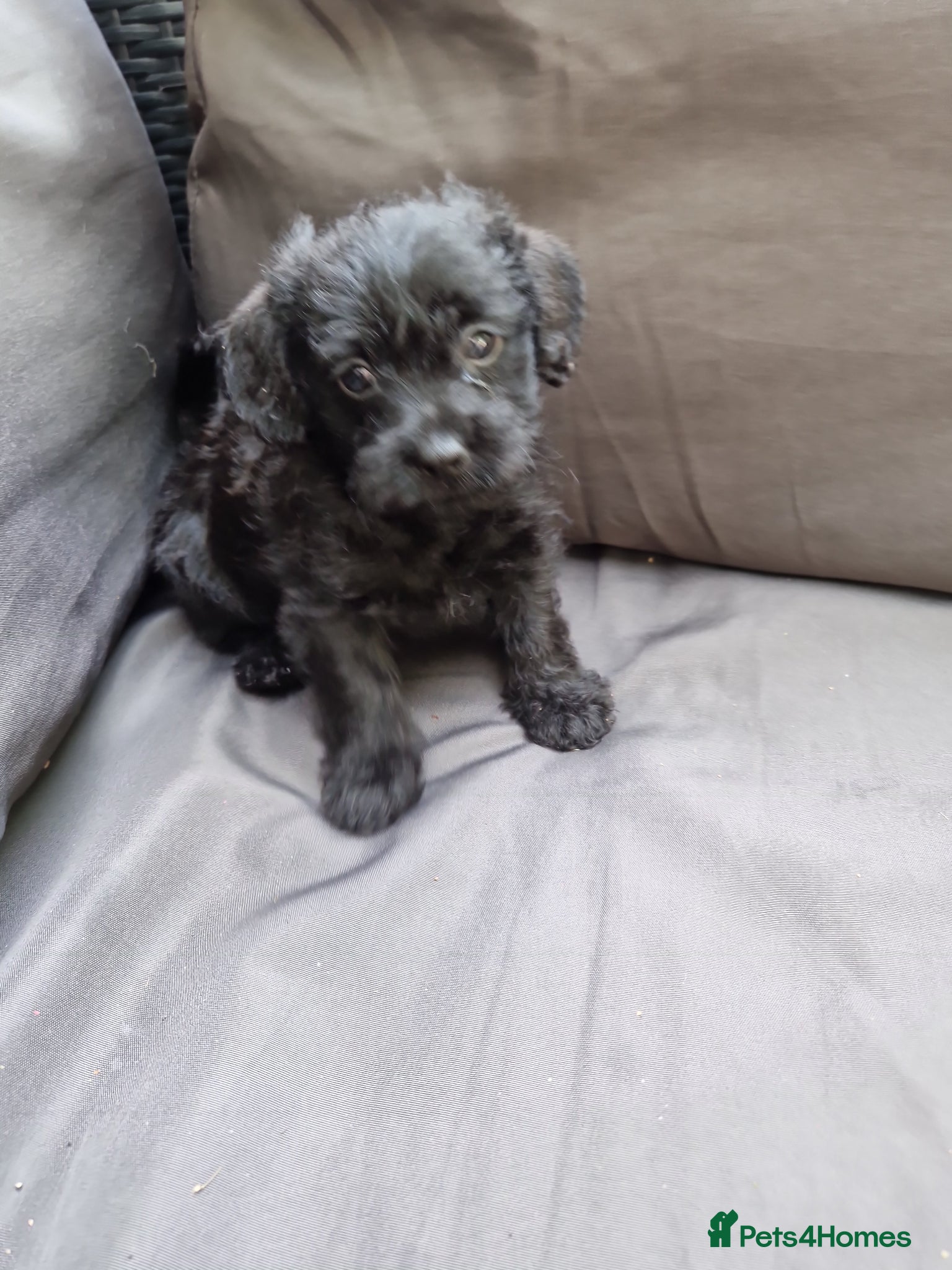 Mixed Breed dogs Miniature poodle cross Jorkie puppies for sale  - Advert 2