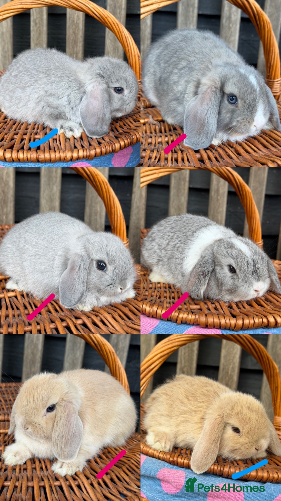 Mini Lop rabbits Pure bred mini lop rabbits  - Advert 1