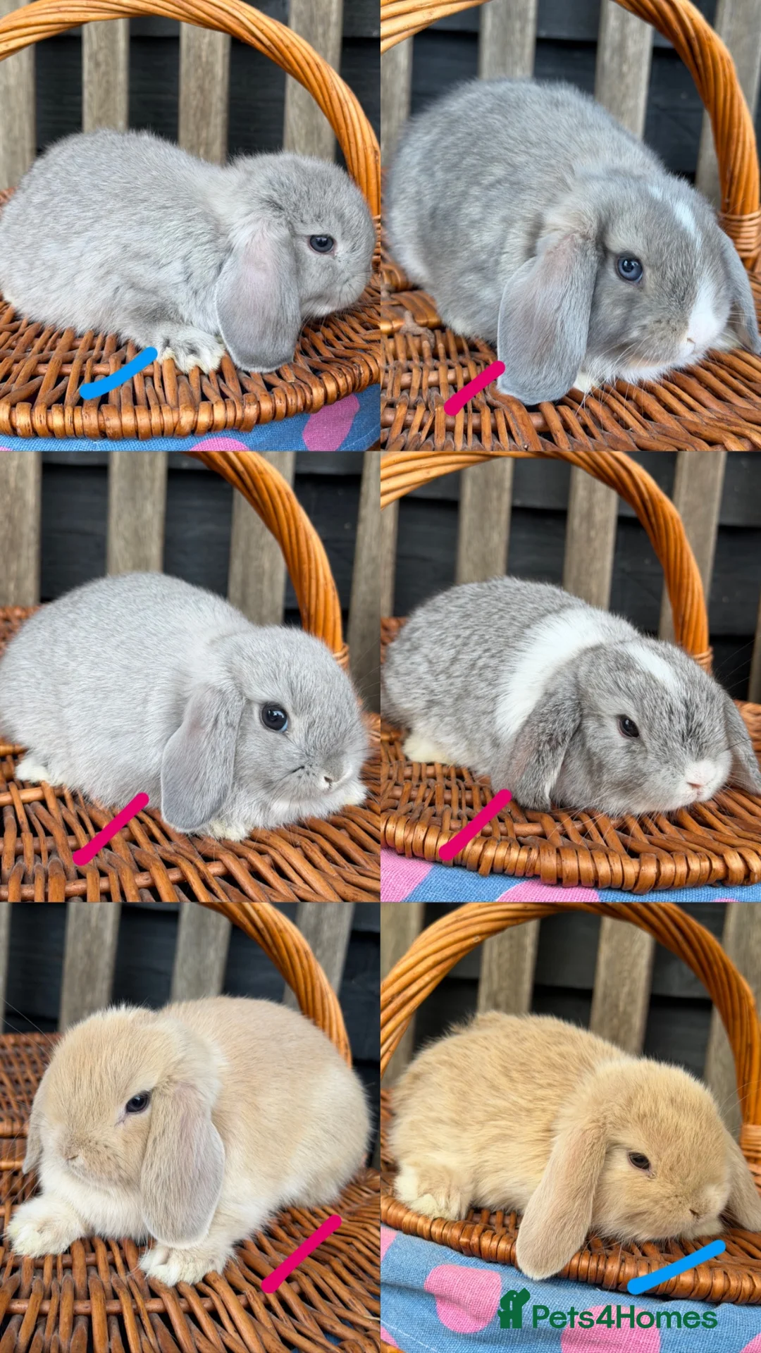 Mini Lop rabbits for sale: Pure bred mini lop rabbits  - Advert 1