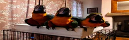 Macaws birds for sale: Baby Blue And Gold Macaws - Advert 3
