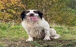 English Springer Spaniel dogs for stud: Springer spaniel for stud  - Image 1