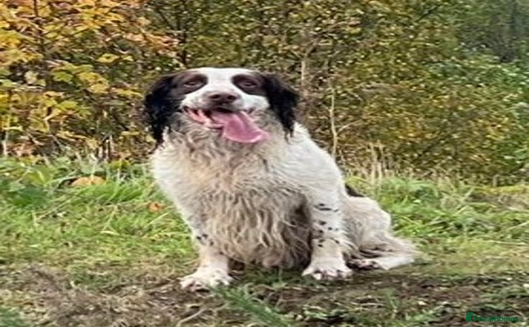 English Springer Spaniel dogs - Advert 1