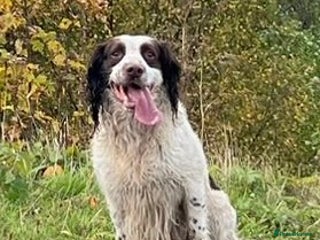 English Springer Spaniel dogs - Advert 1