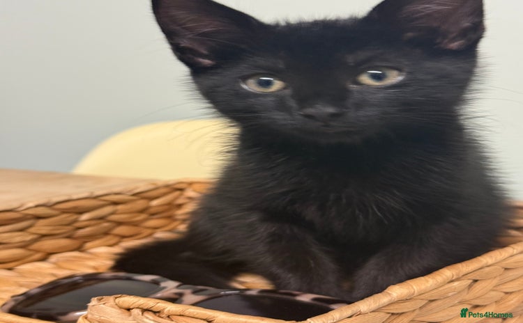 Mixed Breed cats - Advert 15