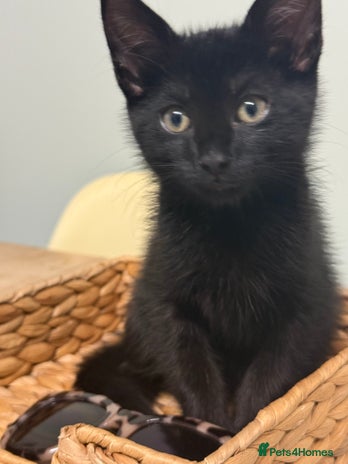 Mixed Breed cats - Advert 14