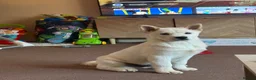 Mixed Breed dogs for sale: Rolo- Chowski pup  - Advert 3