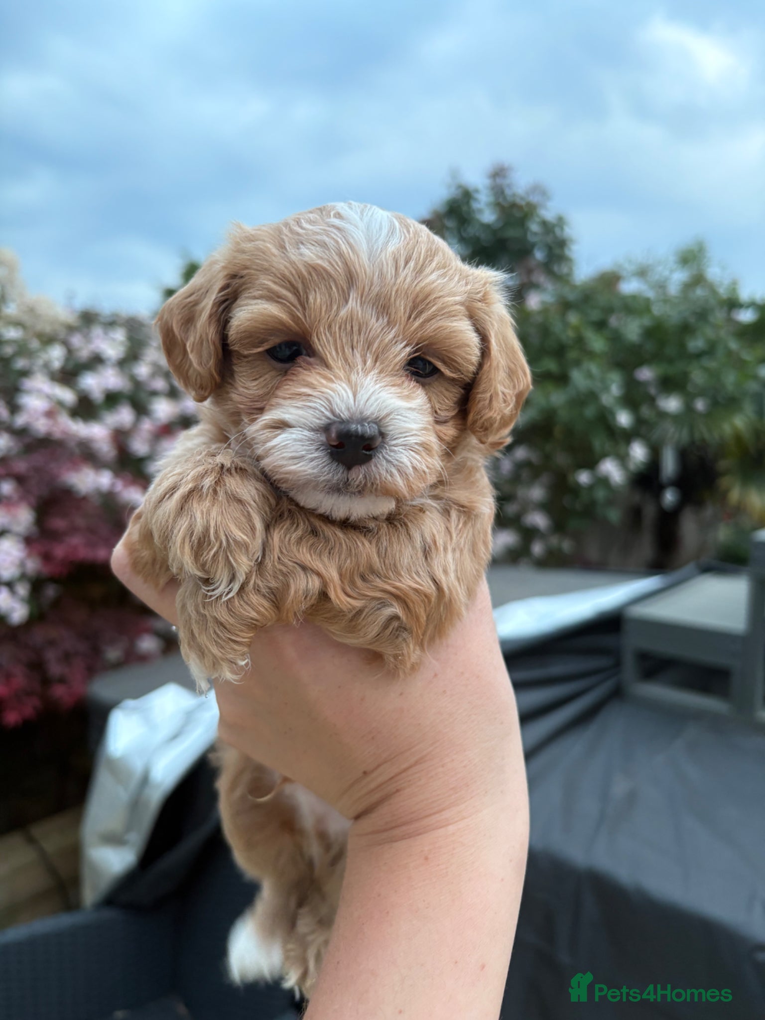 Maltipoo dogs 4 toy maltipoos  - Advert 1