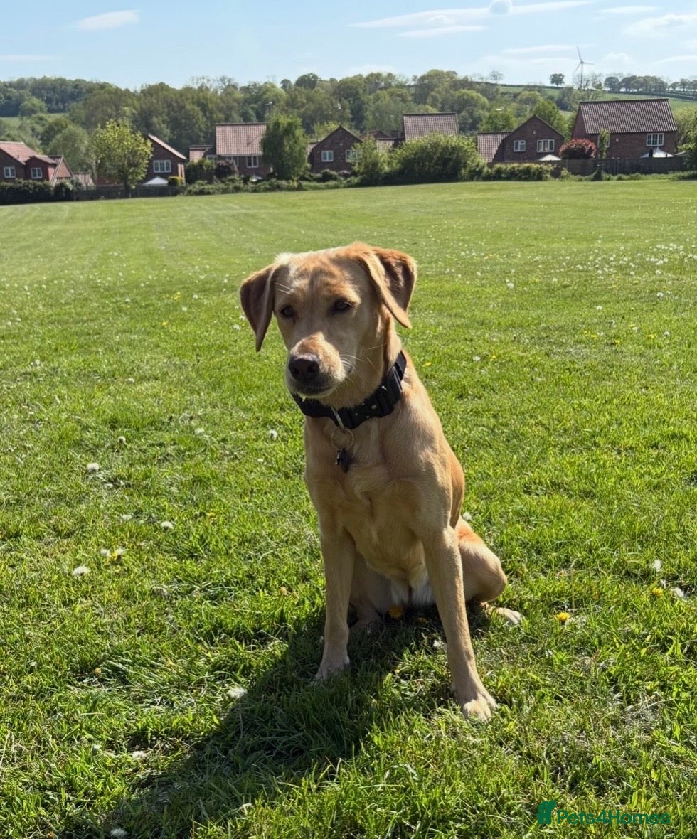 Labrador Retriever dogs Exceptionally Health Tested Champion Pedigree Pups - Advert 2