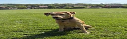 Labrador Retriever dogs for sale: Health Tested Champion Pedigree Pups - Advert 4