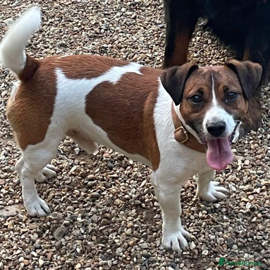 Jack Russell dogs for stud: Jack Russell Stud - Image 1
