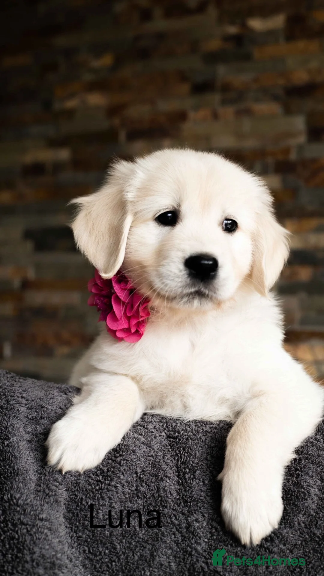 Golden Retriever dogs for stud: KC reg Health Tested Golden Retriever - Advert 13