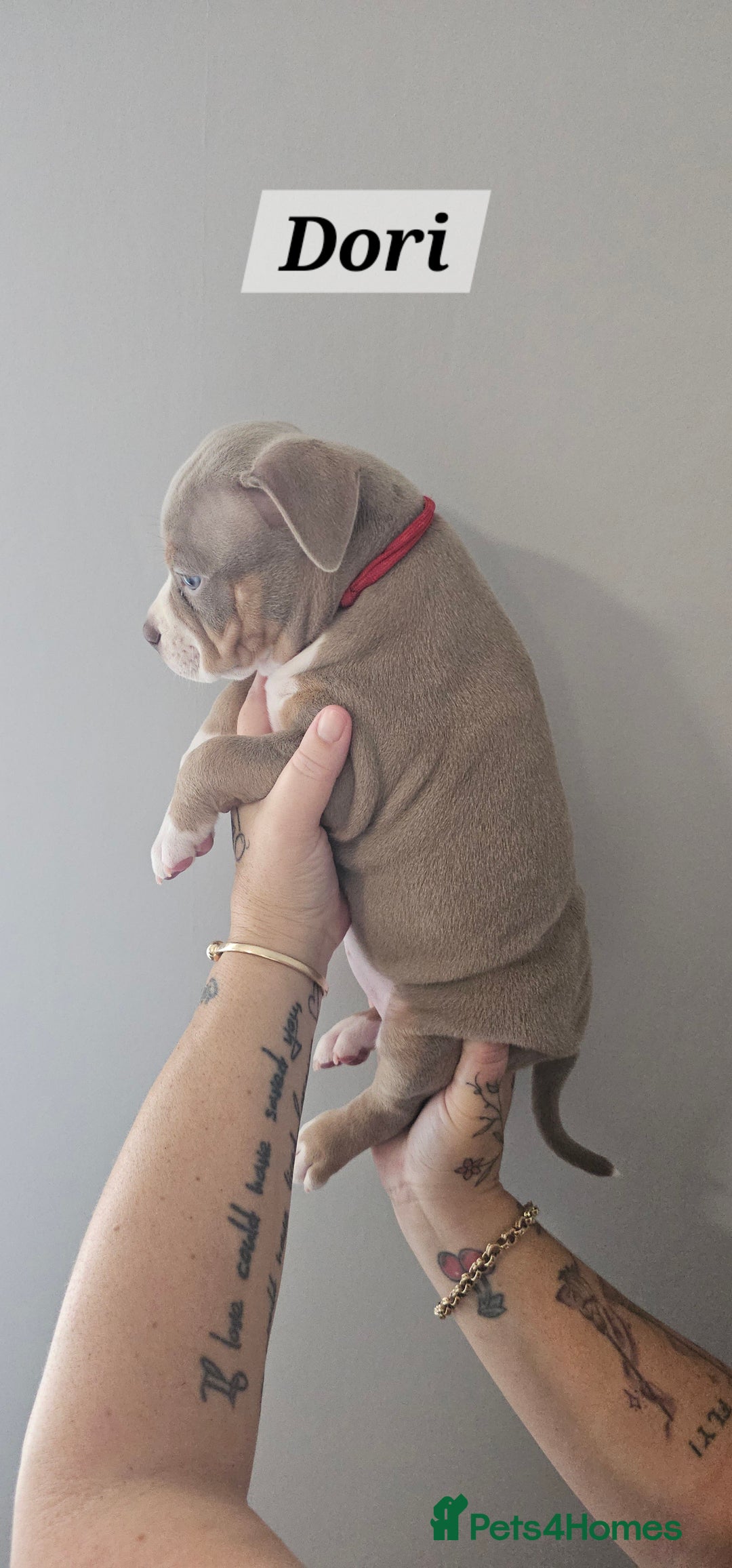 American Bully dogs for sale: BEAUTIFUL LITTER OF 8 POCKET BULLY PUPS - Image 5