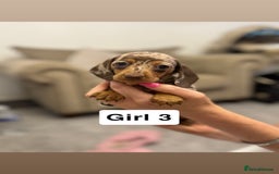 Miniature Dachshund dogs for sale: Stunning baby mini dachshunds  - Image 36