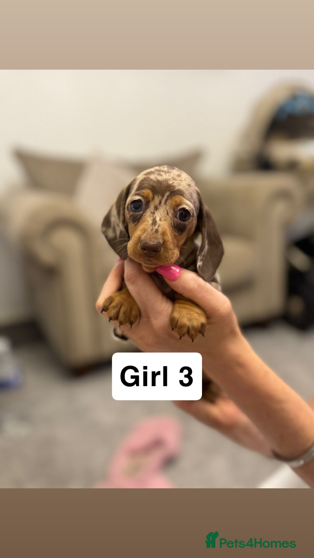Miniature Dachshund dogs for sale: Stunning baby mini dachshunds  - Image 36