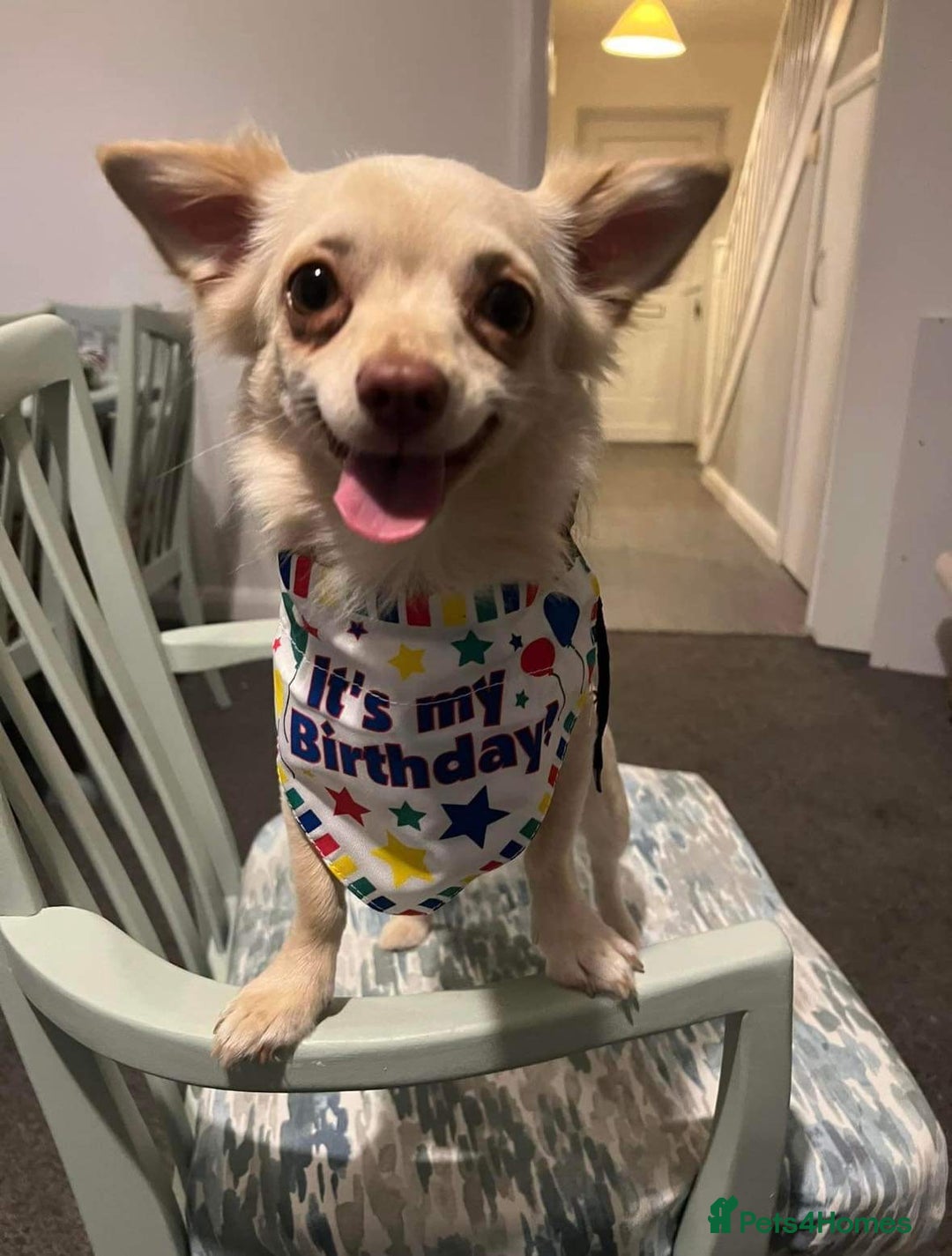 Chihuahua dogs for stud: LOVING HANDSOME MALE CHIHUAHUA UP FOR STUD  - Image 2
