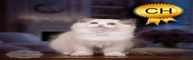 Ragdoll 6