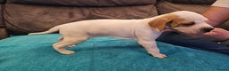 Pointer dogs for sale: Quality Pointer Puppies - Advert 3