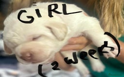 Labrador Retriever dogs for sale: UPDATE-GORGEOUS PUPS ARE HERE!  - Image 13