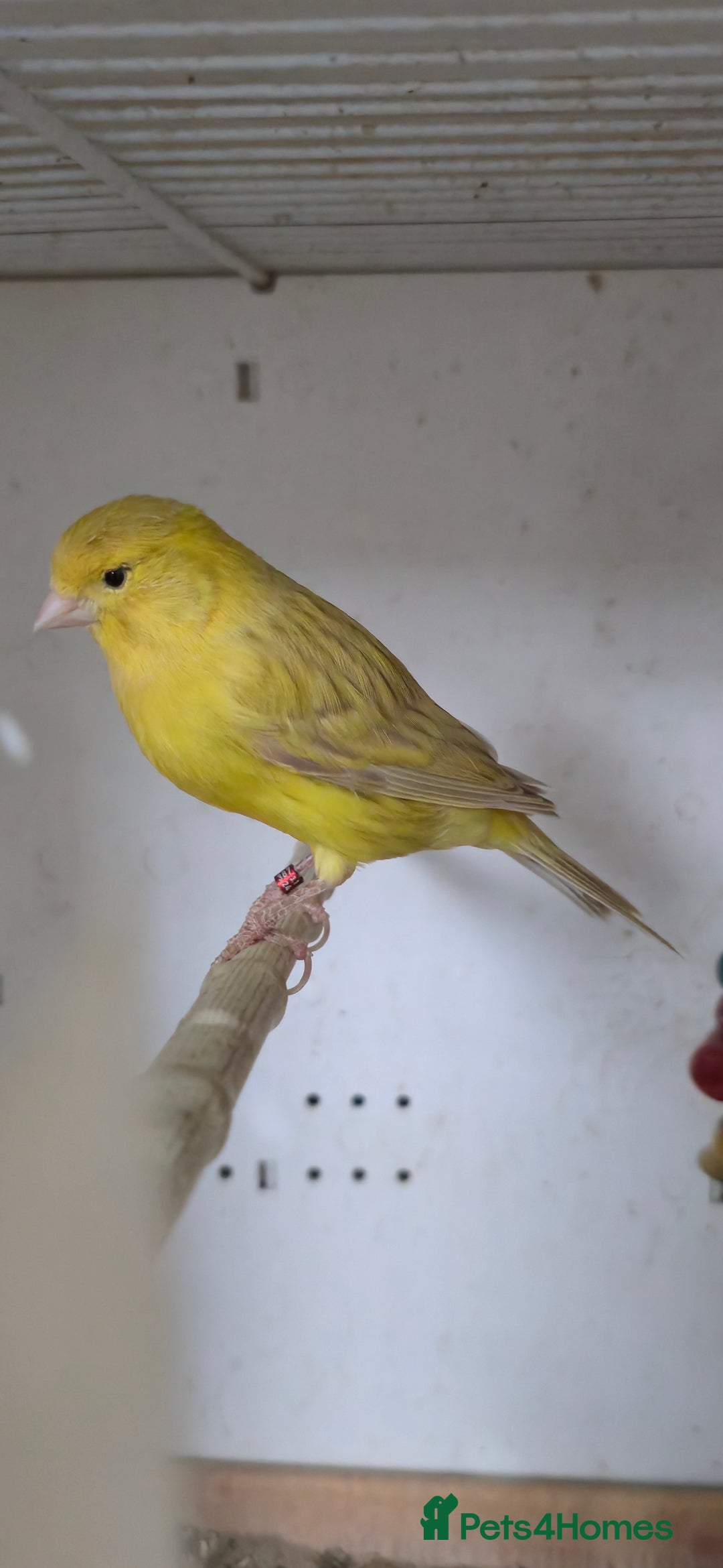 Canaries birds for sale: Canaries  - Image 10