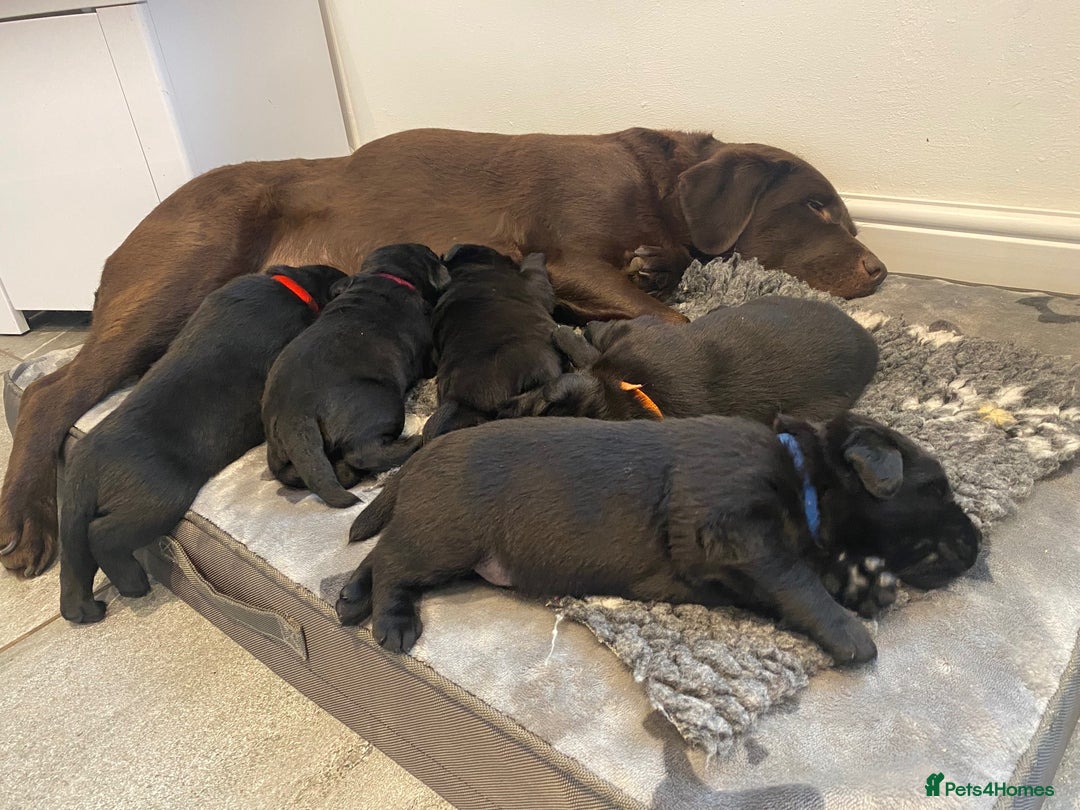 Labrador Retriever dogs for sale: Litter of chunky Show Labrador Retriever Puppies - Advert 5