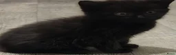Mixed Breed cats for sale: Kittens - Advert 11
