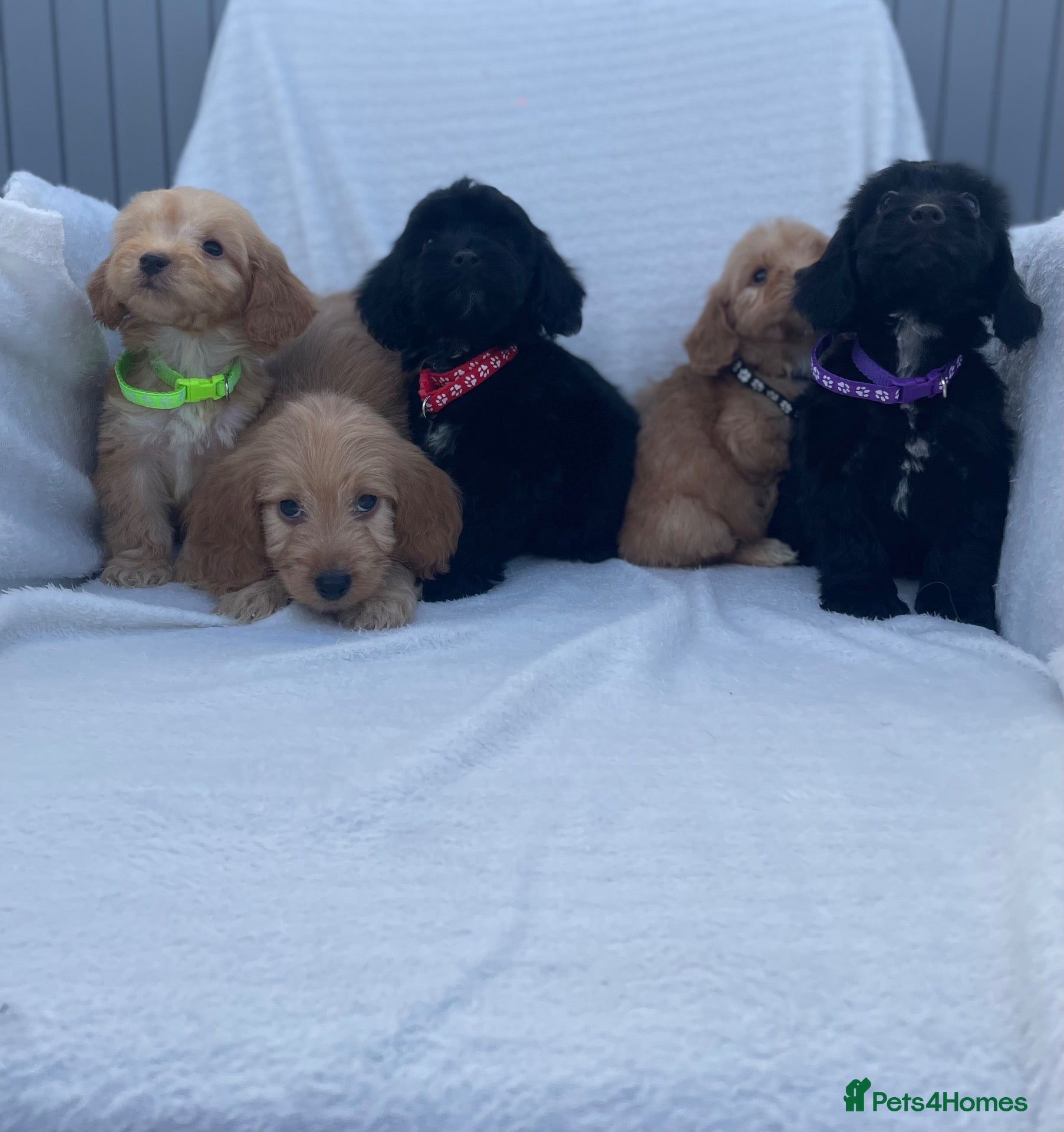 Cockapoo dogs Beautiful F1 cockapoos - Advert 1