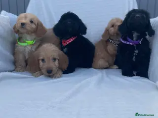 Cockapoo dogs Beautiful F1 cockapoos - Advert 1