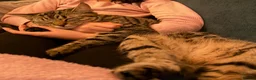 Domestic Shorthair cats for sale: Gorgeous Tabby siblings  - Advert 15