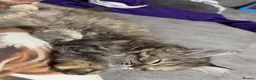 Mixed Breed cats for sale: 🌟 One Tabby Persian cross Maine coin kitten 🌟 - Advert 5