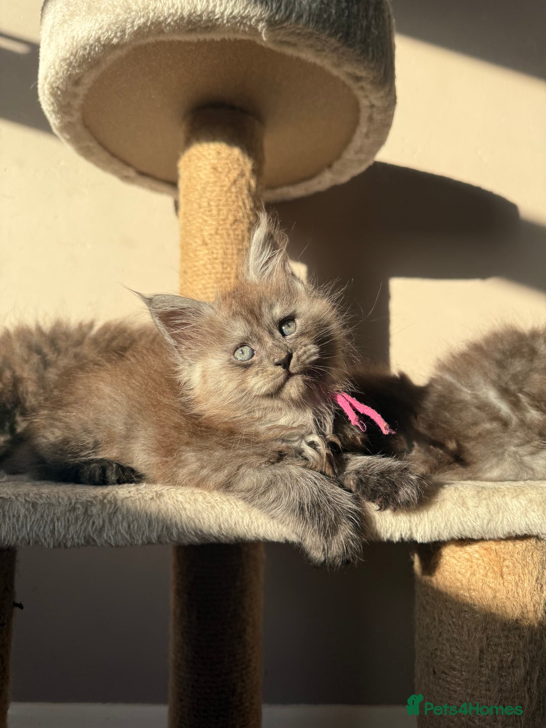 Maine Coon cats for sale: LAST Female Black Smoke Maine Coon kittens - Advert 6