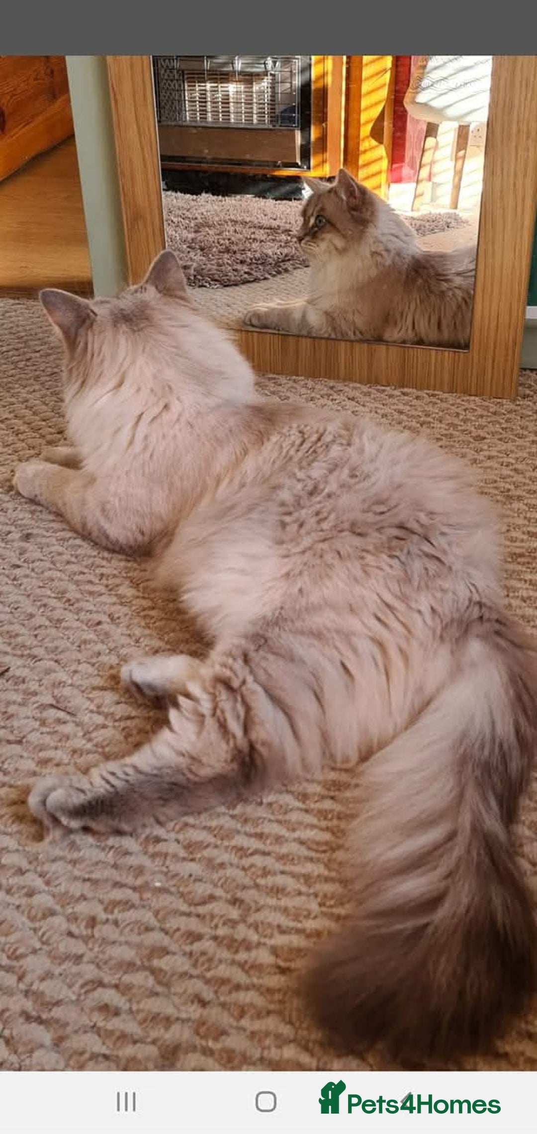 Siberian cats for sale: Blue Eyed Siberian Blue Point Kittens - Advert 12