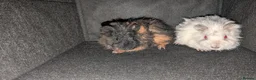 Guinea Pig rodents for sale: 3x Lunkarya Guinea Pigs - Advert 9