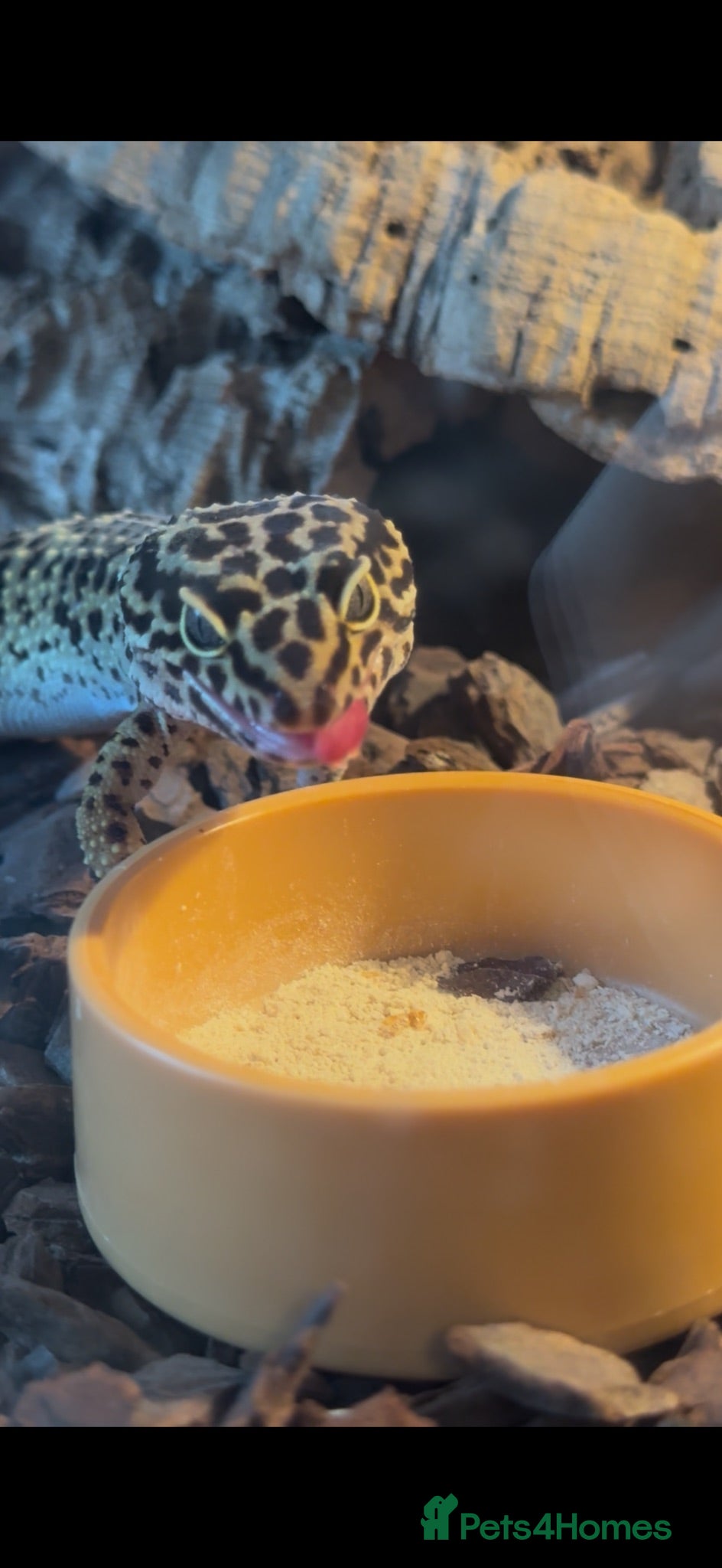 Leopard Gecko reptiles Leopard Gecko and full set up - Advert 16