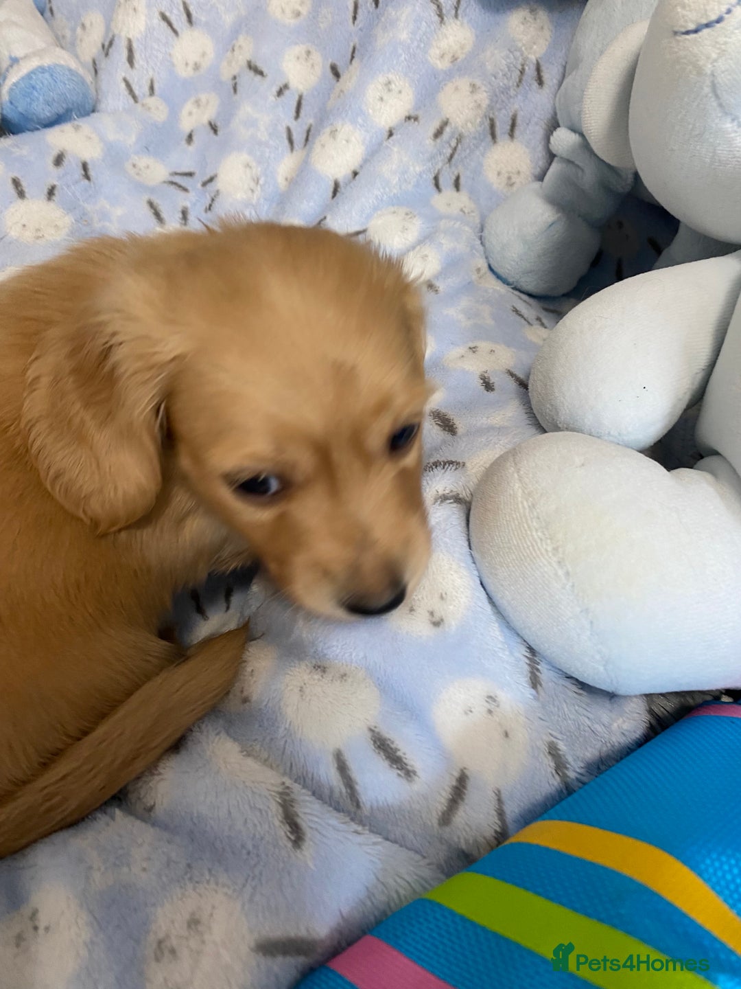 Miniature Dachshund dogs for sale: English Cream Mini Long Haired Dachshund  - Image 18