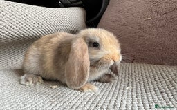 Mini Lop rabbits for sale: ⭐️Vm chocolate harlequin boy mini lop ⭐️ - Image 4