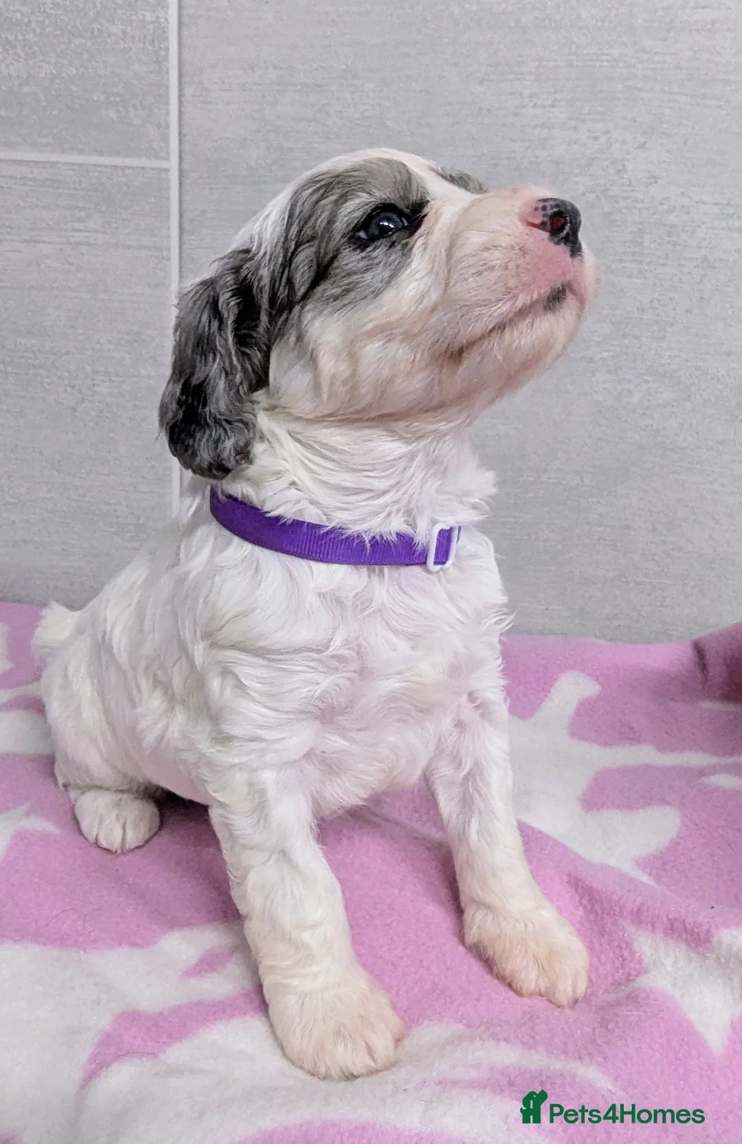 Cockapoo dogs for sale: Merle and Parti fully DNA health tested cockapoos  - Advert 3