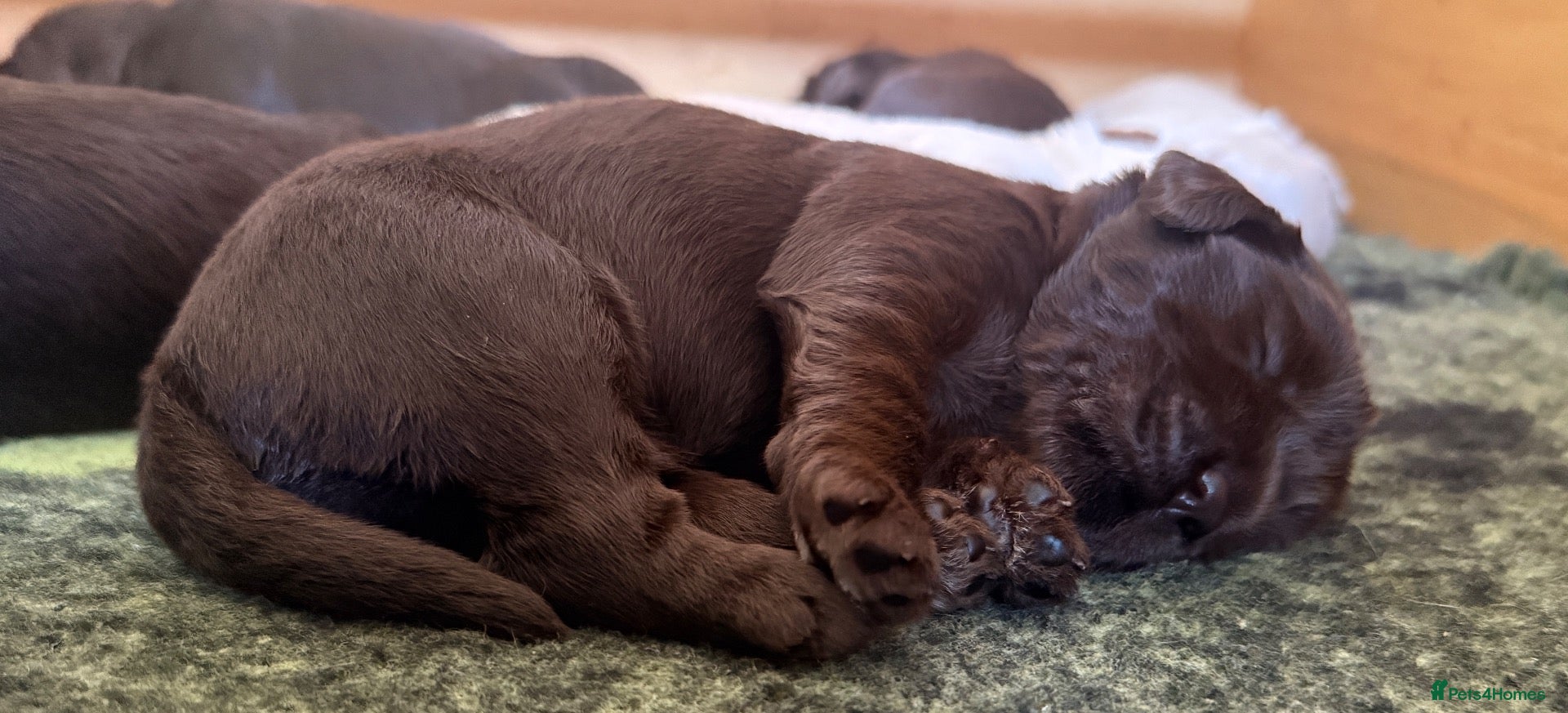 Australian Labradoodle dogs     🐾 Adorable Australian Labradoodle Puppies  - Advert 2