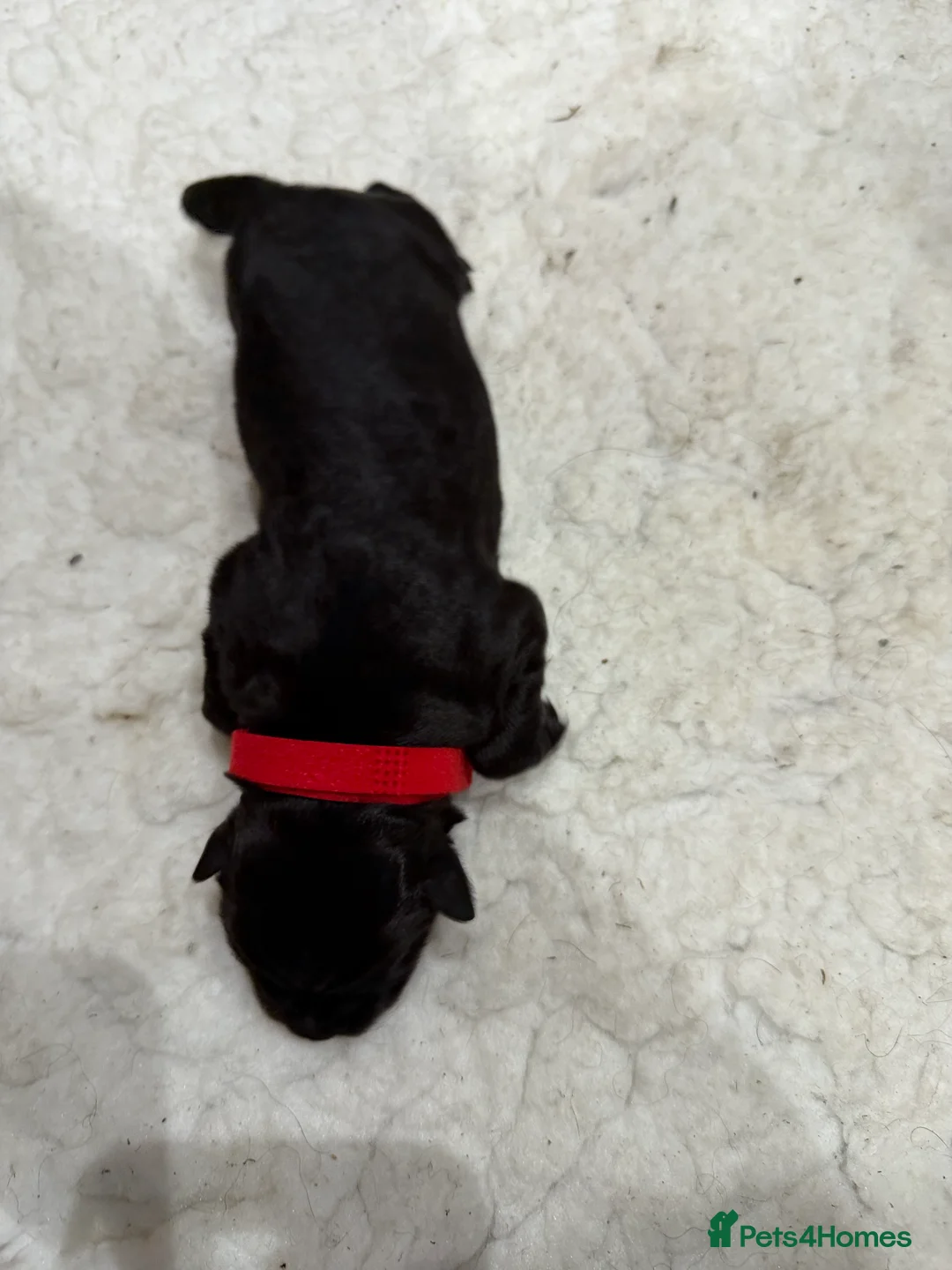 German Shepherd dogs for sale: KC LONG HAIR HEALTH TEST GERMAN SHEPHERD PUPPIES  - Advert 2