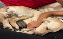 Golden Retriever dogs for sale: 7 month old Puppy looking for a Special Home  - Image 11