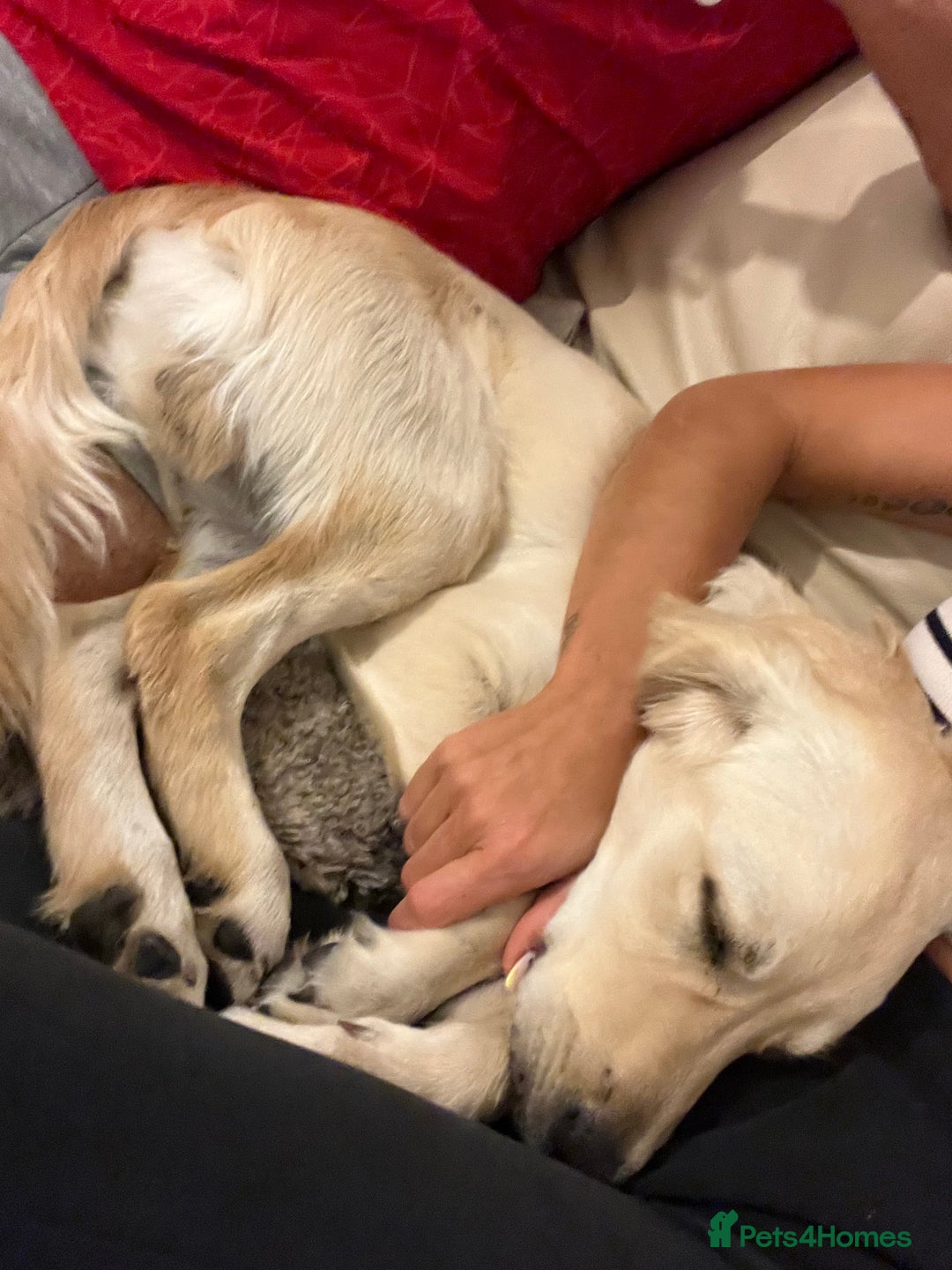 Golden Retriever dogs for sale: 7 month old Puppy looking for a Special Home  - Image 11